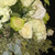 huntersville floral shops