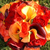 corsages
