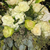 cornelius wedding florist