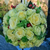 charlotte wedding florist