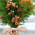 wedding ceremony flowers