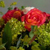 wild flower bouquets